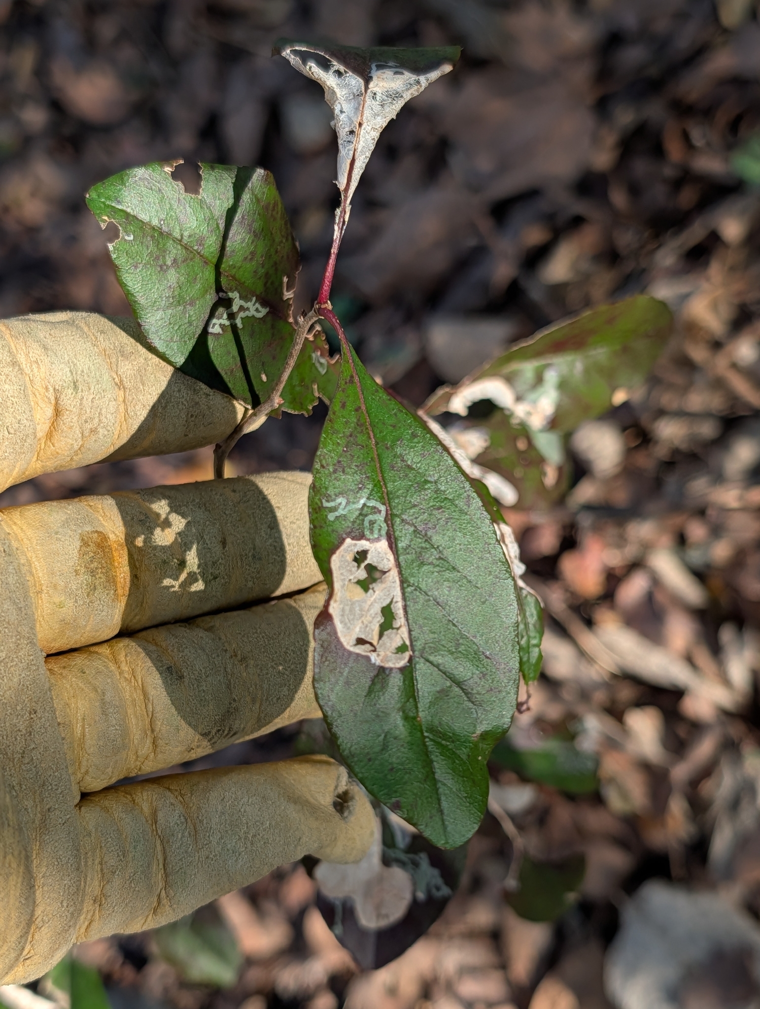 Imagem de Sideroxylon lanuginosum