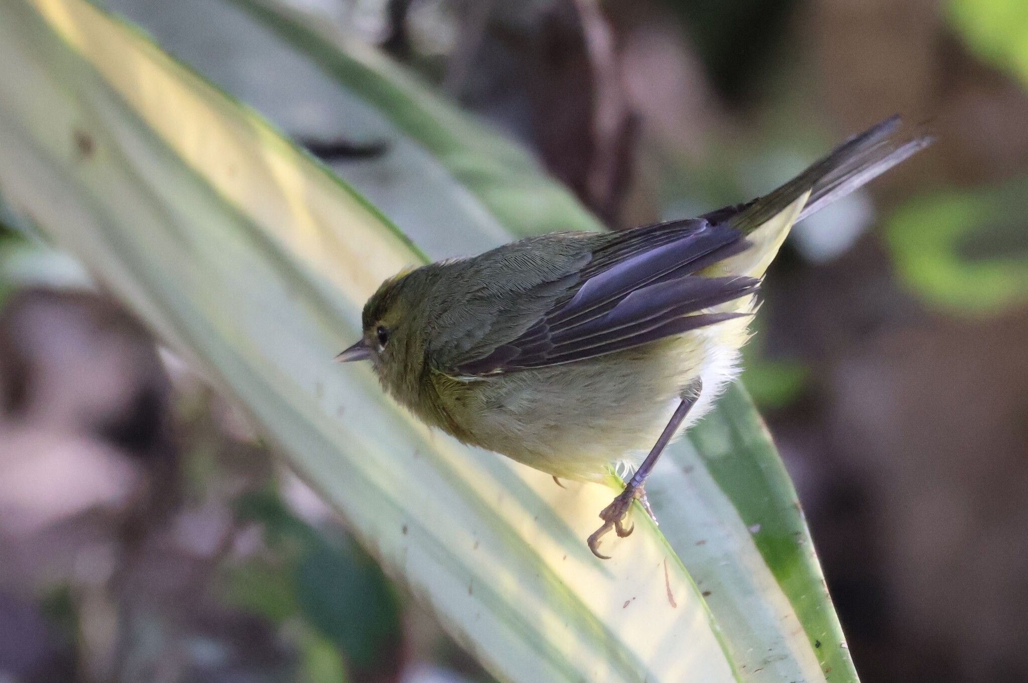 Tennessee Warbler (Leiothlypis peregrina), photo 2