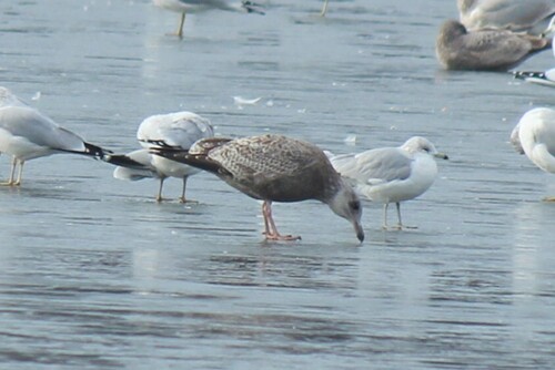 American Herring Gull (Larus smithsonianus), photo 5