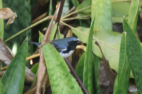 Black-throated Blue Warbler (Setophaga caerulescens)