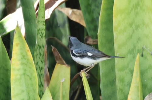 Black-throated Blue Warbler (Setophaga caerulescens), photo 2