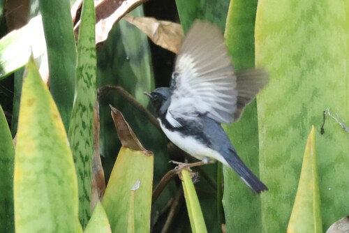 Black-throated Blue Warbler (Setophaga caerulescens), photo 10