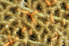 Ophiothela mirabilis
