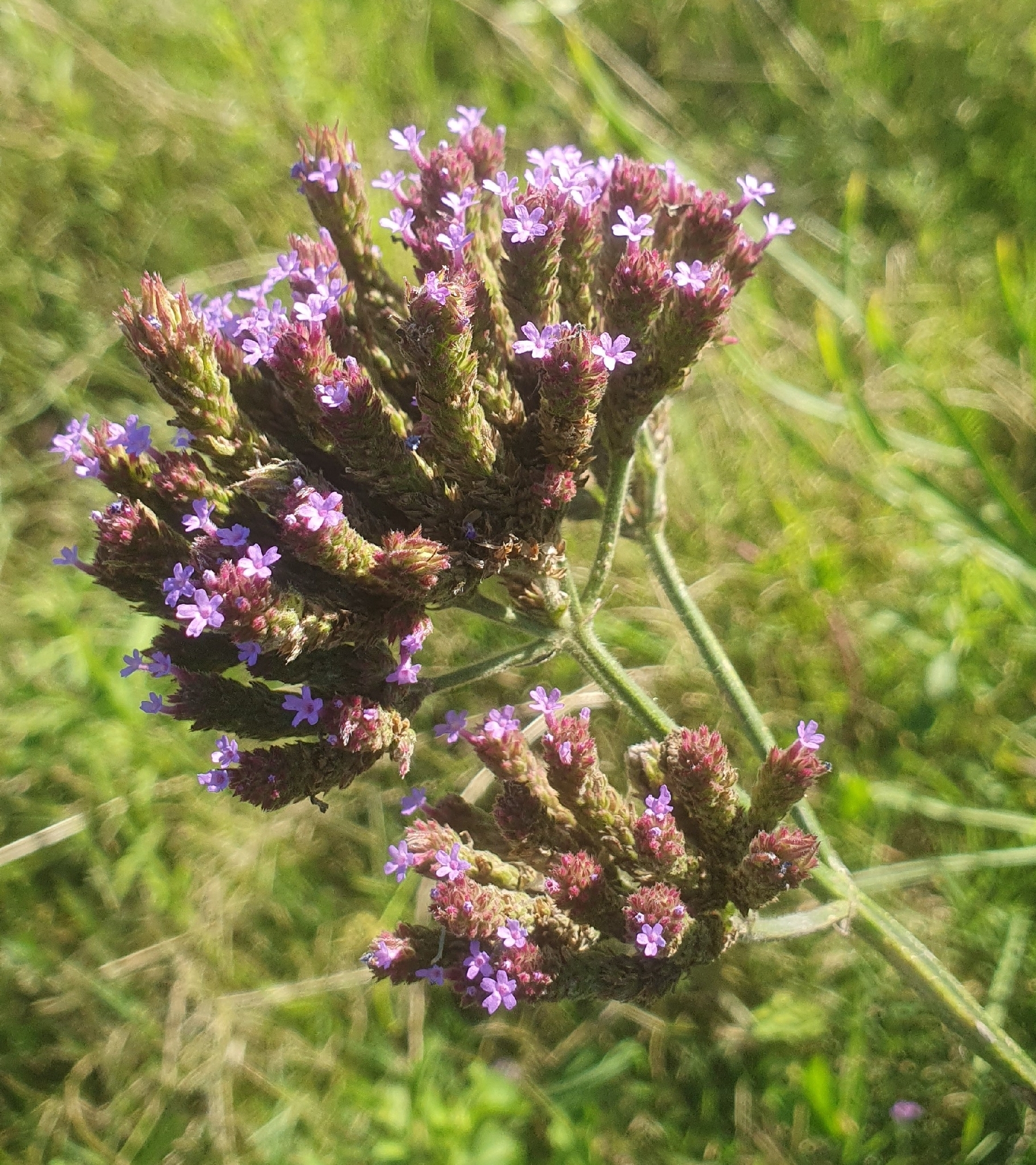 Verbena de Buenos Aires