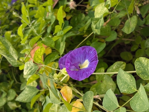 Clitoria ternatea