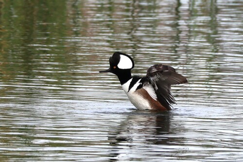 Serreta capuchona (Lophodytes cucullatus)