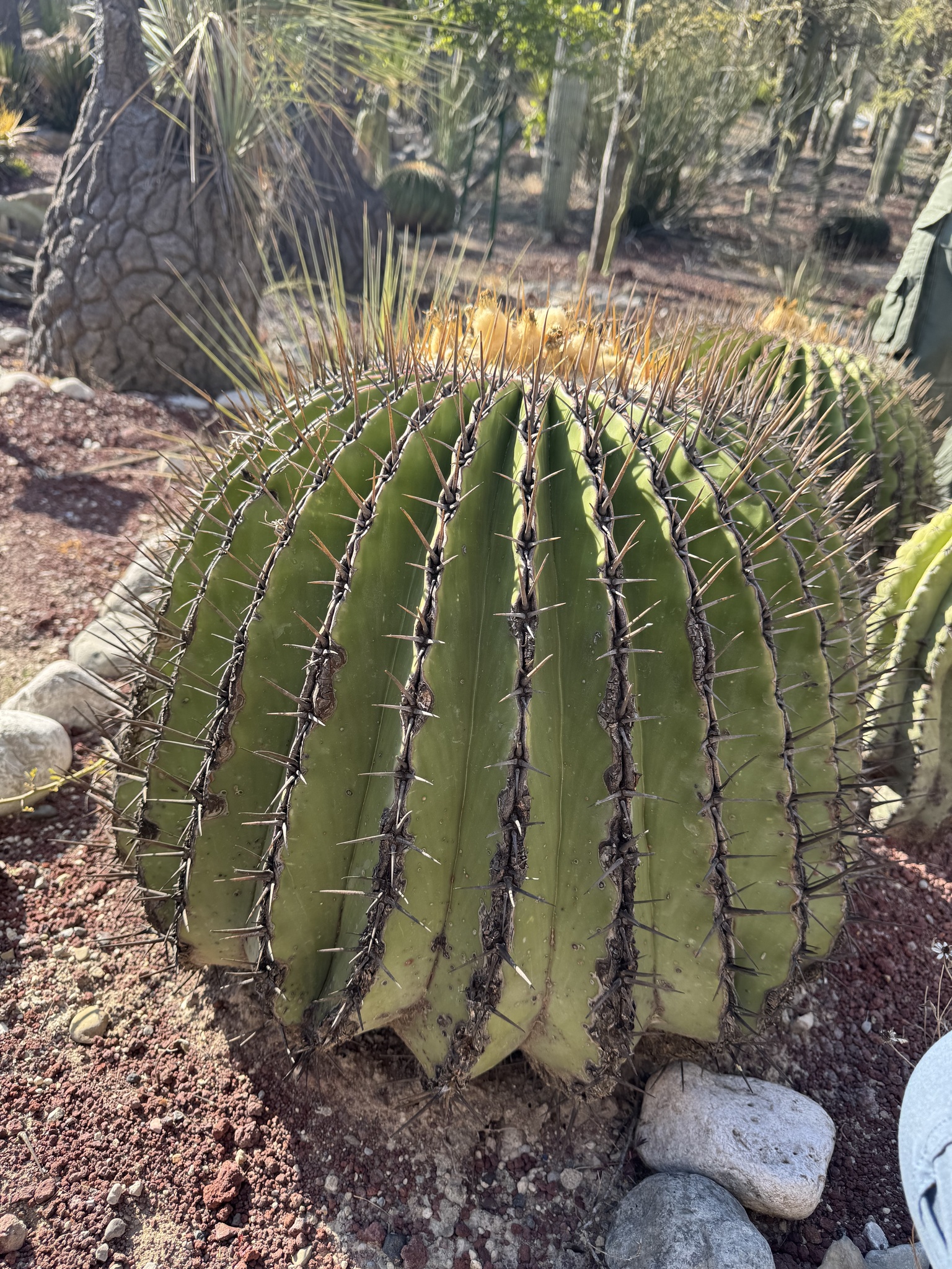 Giant barrel cactus