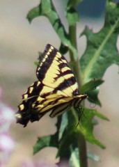 Papilio rutulus