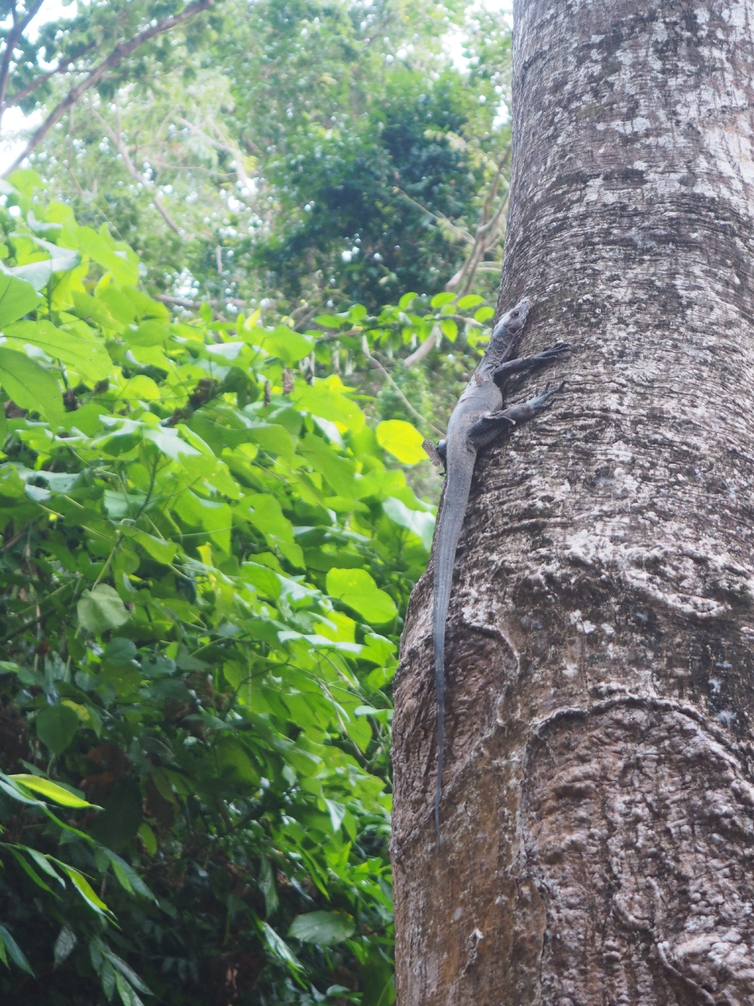 Varanus salvator andamanensis Deraniyagala, 1944