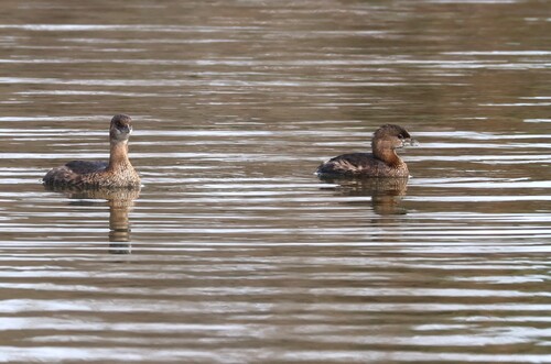 Pied-billed Grebe (Podilymbus podiceps), photo 6