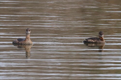 Pied-billed Grebe (Podilymbus podiceps), photo 7