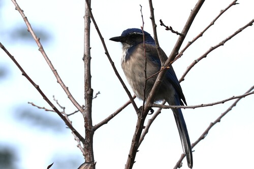 California Scrub Jay (Aphelocoma californica), photo 3