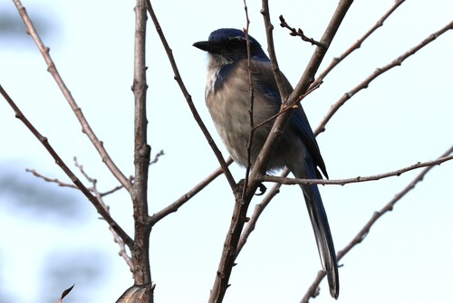 California Scrub Jay (Aphelocoma californica), photo 4