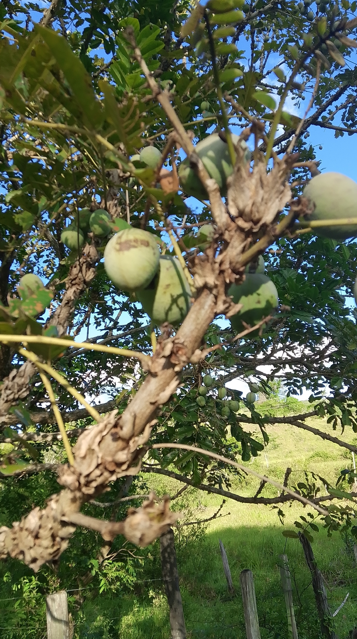 Andira anthelmia