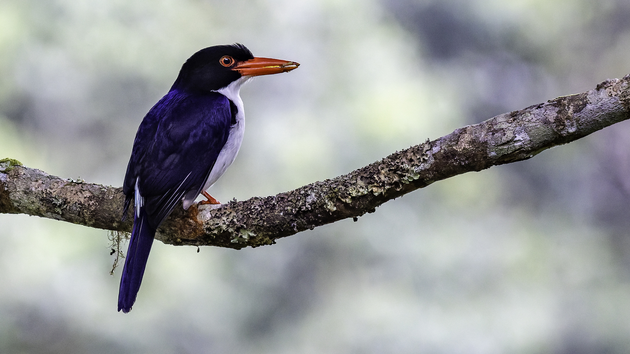 White-rumped Kingfisher (Caridonax fulgidus), photo 4