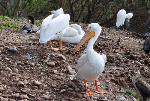 American White Pelican (Pelecanus erythrorhynchos), photo 5