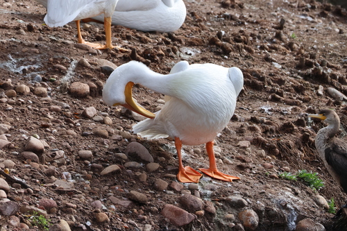 American White Pelican (Pelecanus erythrorhynchos), photo 6
