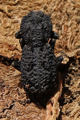 Phloeodes diabolicus