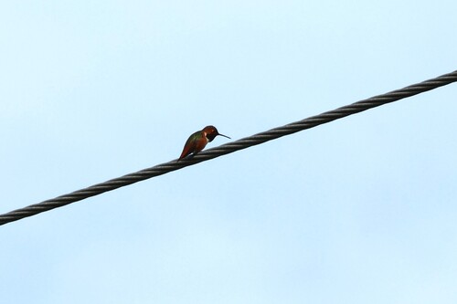 Allen's Hummingbird (Selasphorus sasin), photo 4