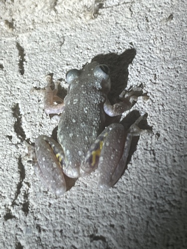 Fuscous-blotched Snouted Tree Frog