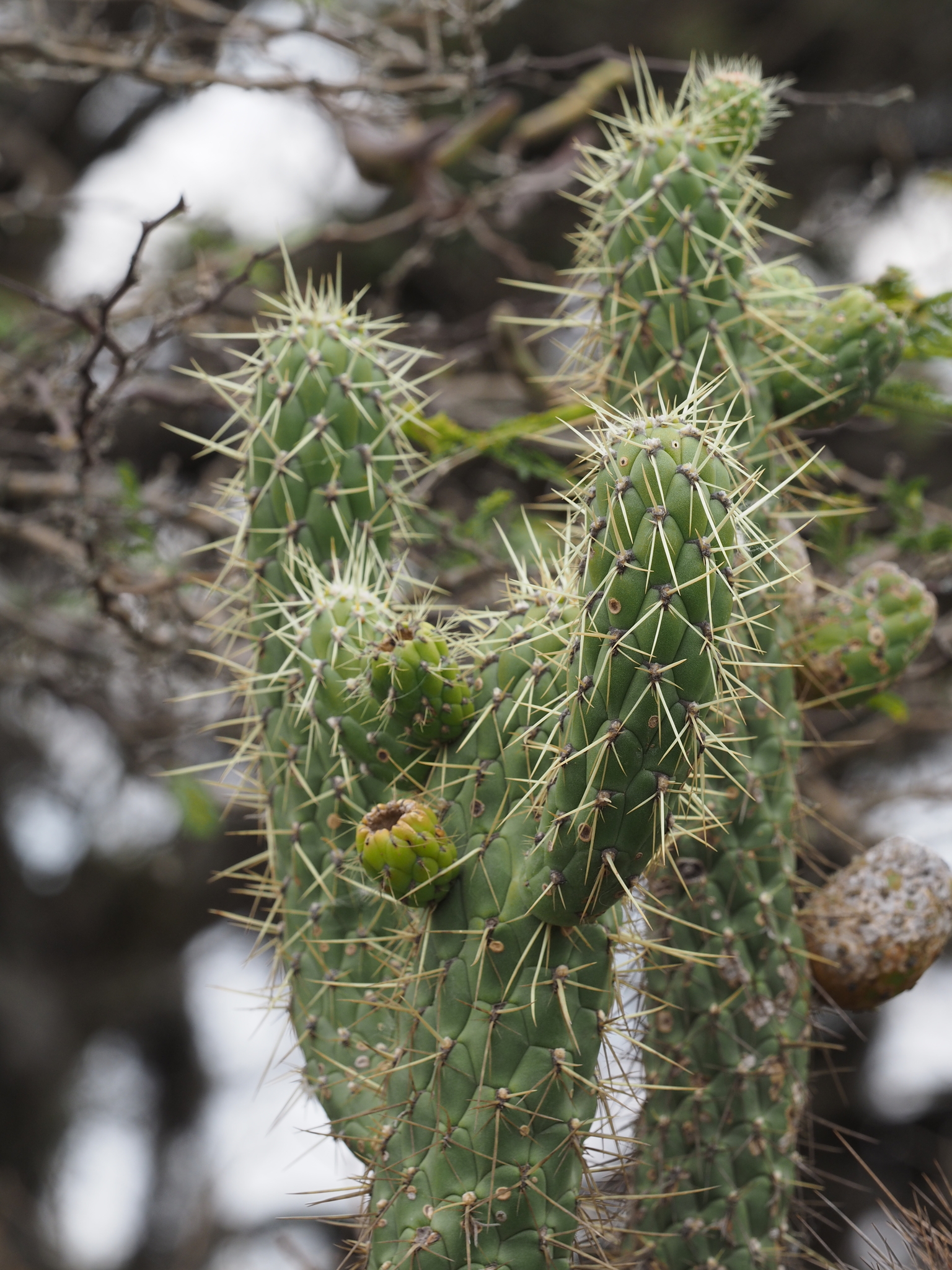Austrocylindropuntia Cylindrica (Austrocylindropuntia cylindrica)