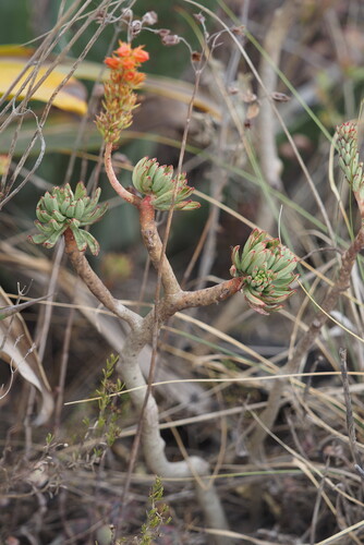 Echeveria quitensis