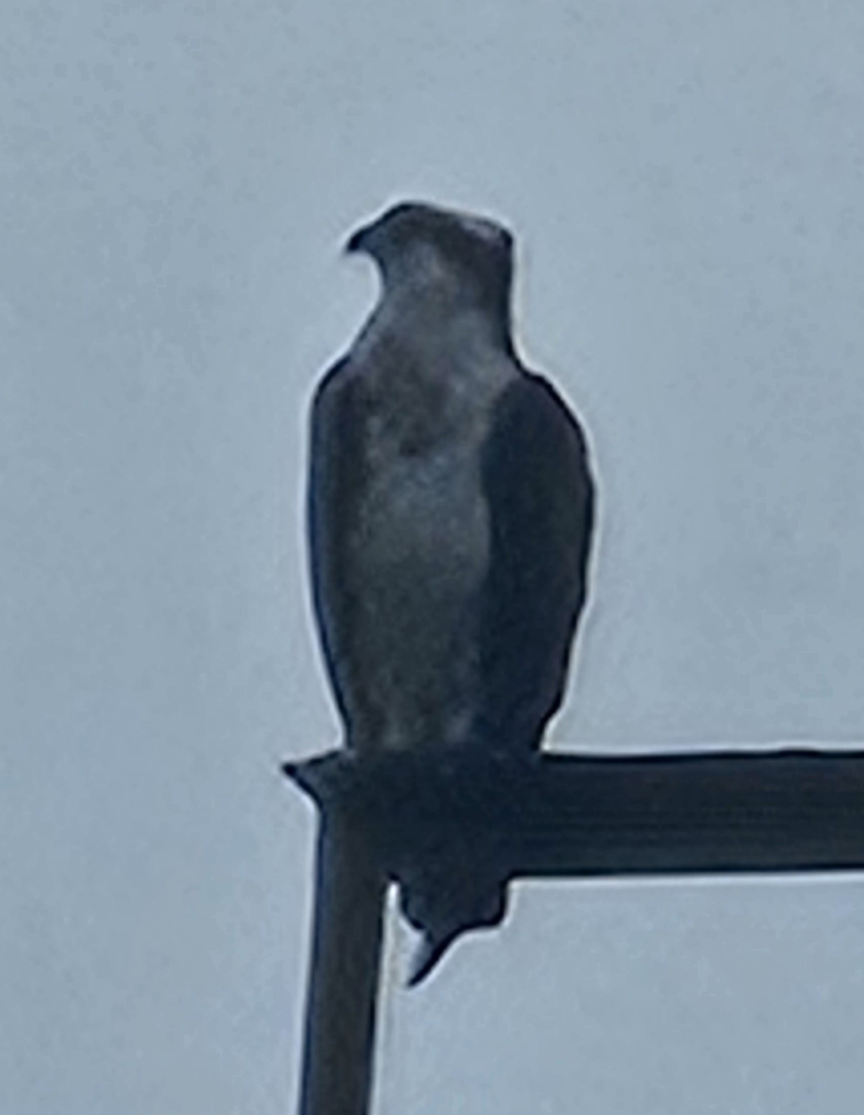 Pandion haliaetus (Linnaeus, 1758)