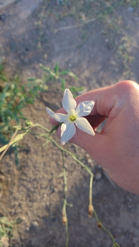 Long-flower tobacco