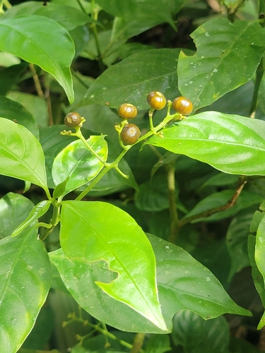 Palicourea racemosa, photograph 5