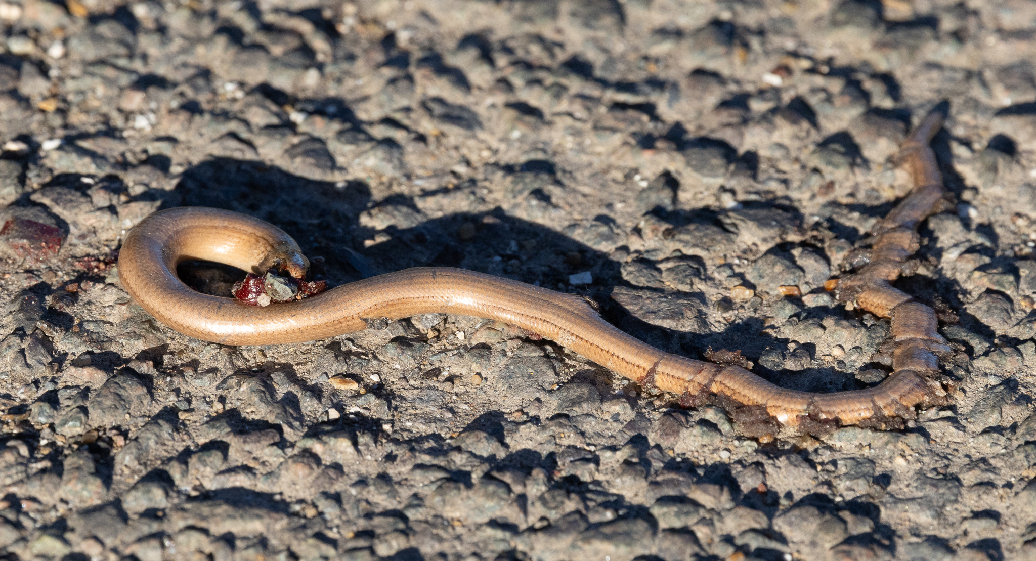 Anguis fragilis Linnaeus, 1758