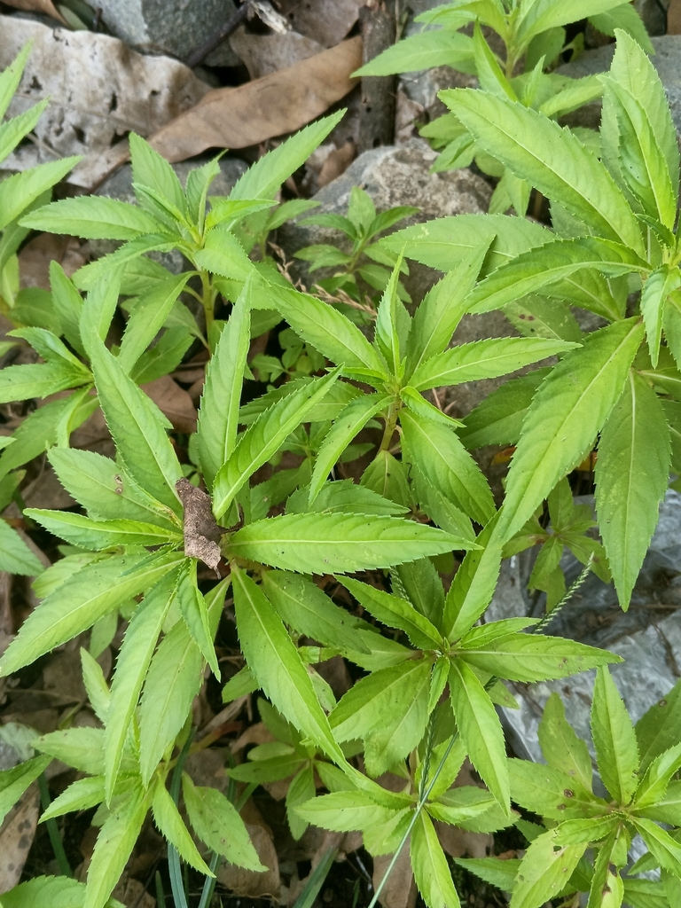 Balsam (Impatiens balsamina)