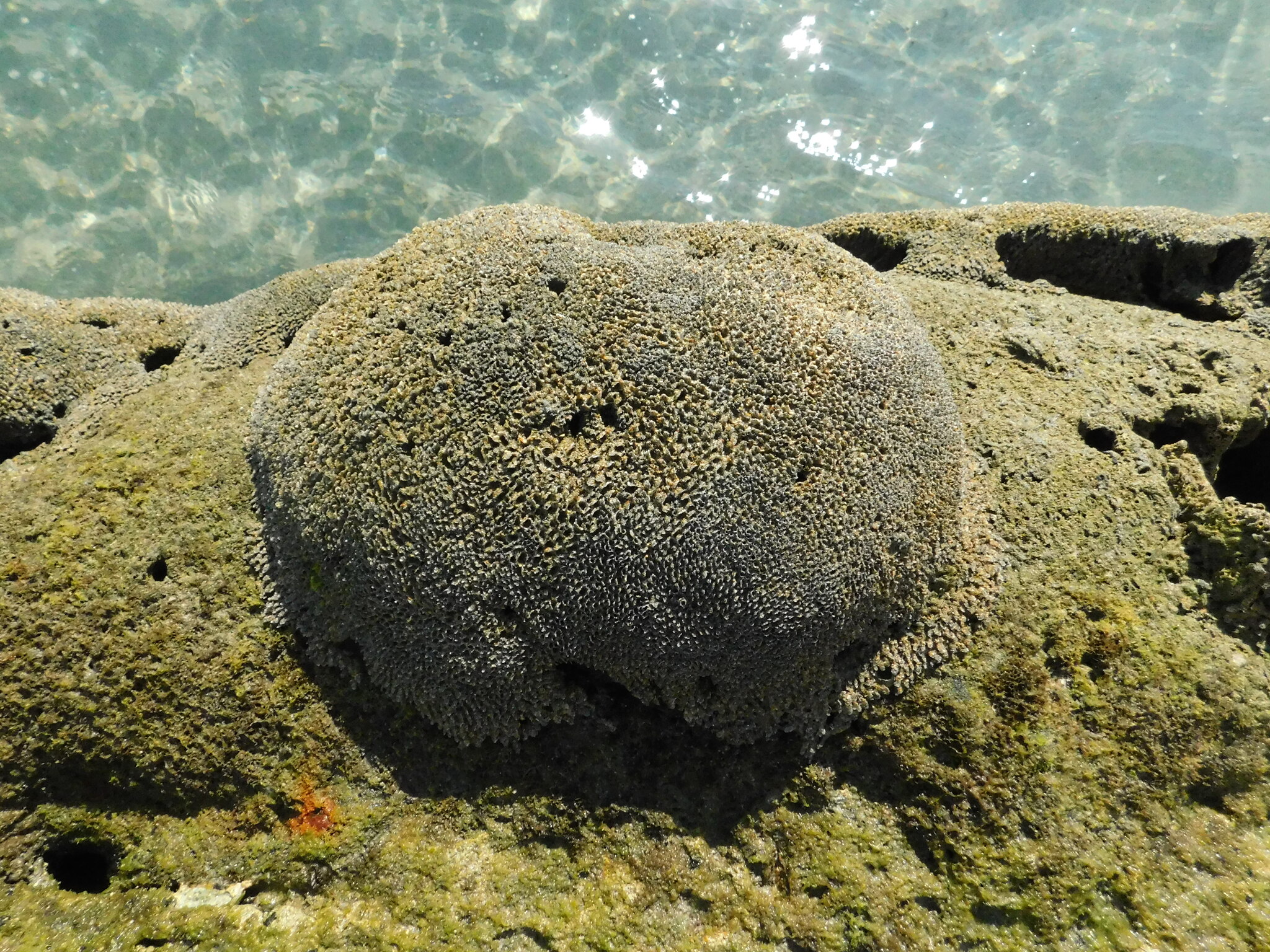 Phragmatopoma caudata Krøyer, 1863