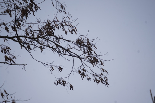 Foto de falsa-acácia