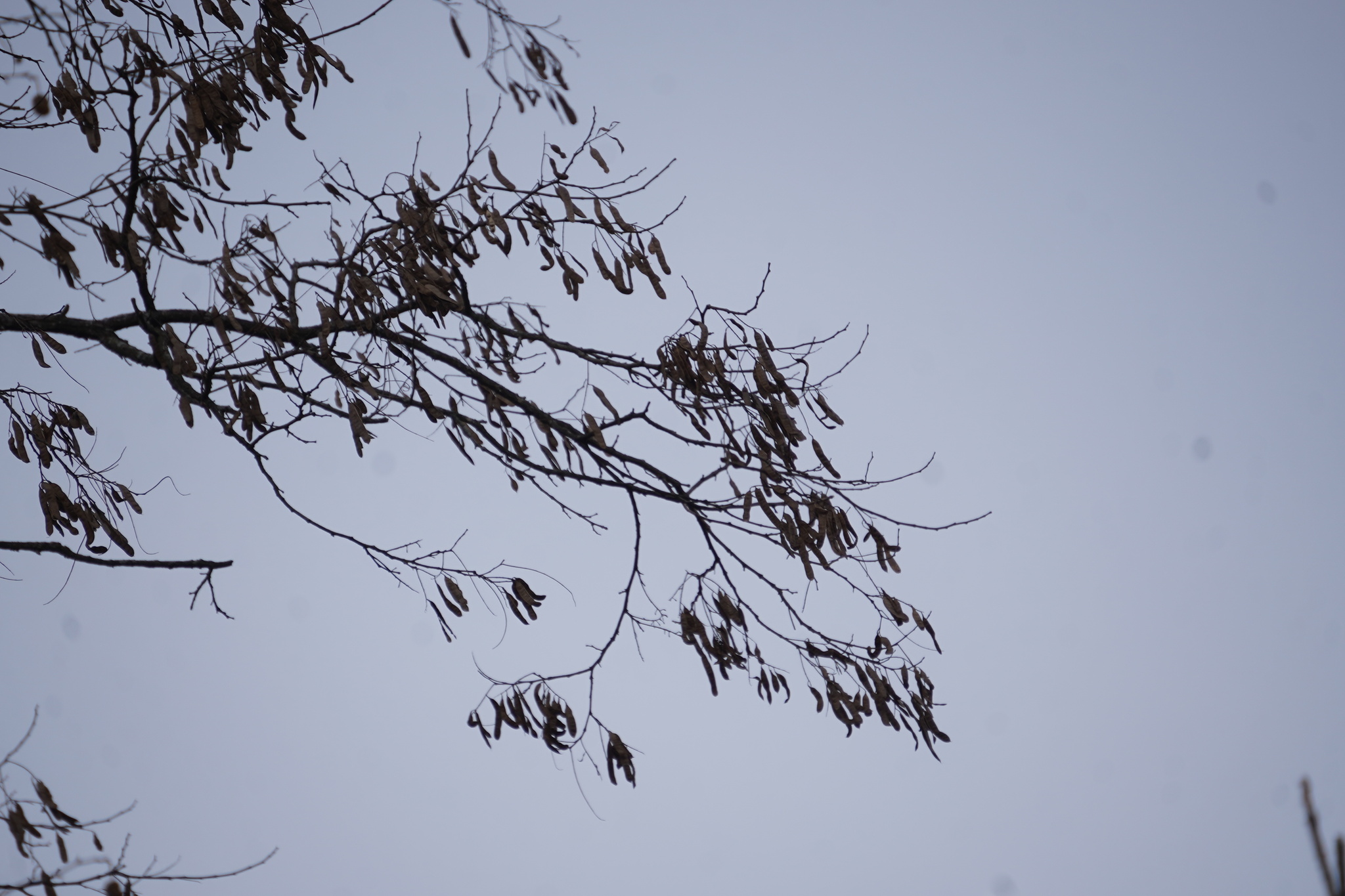 Black locust