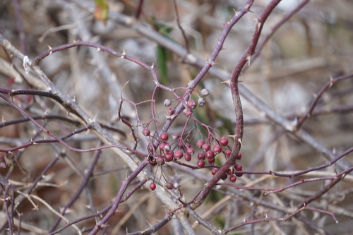 Foto de rosa-multiflora