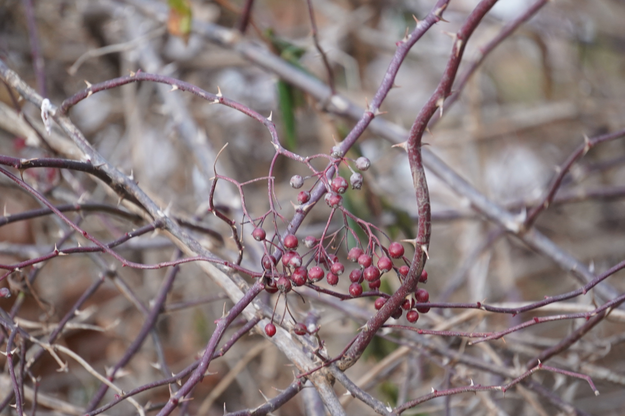 Imagem de rosa-multiflora