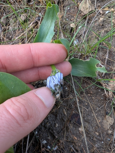 Hyacinthoides lingulata, photograph 2