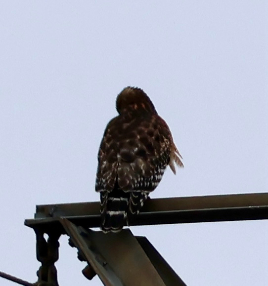 Buteo lineatus (Gmelin, 1788)
