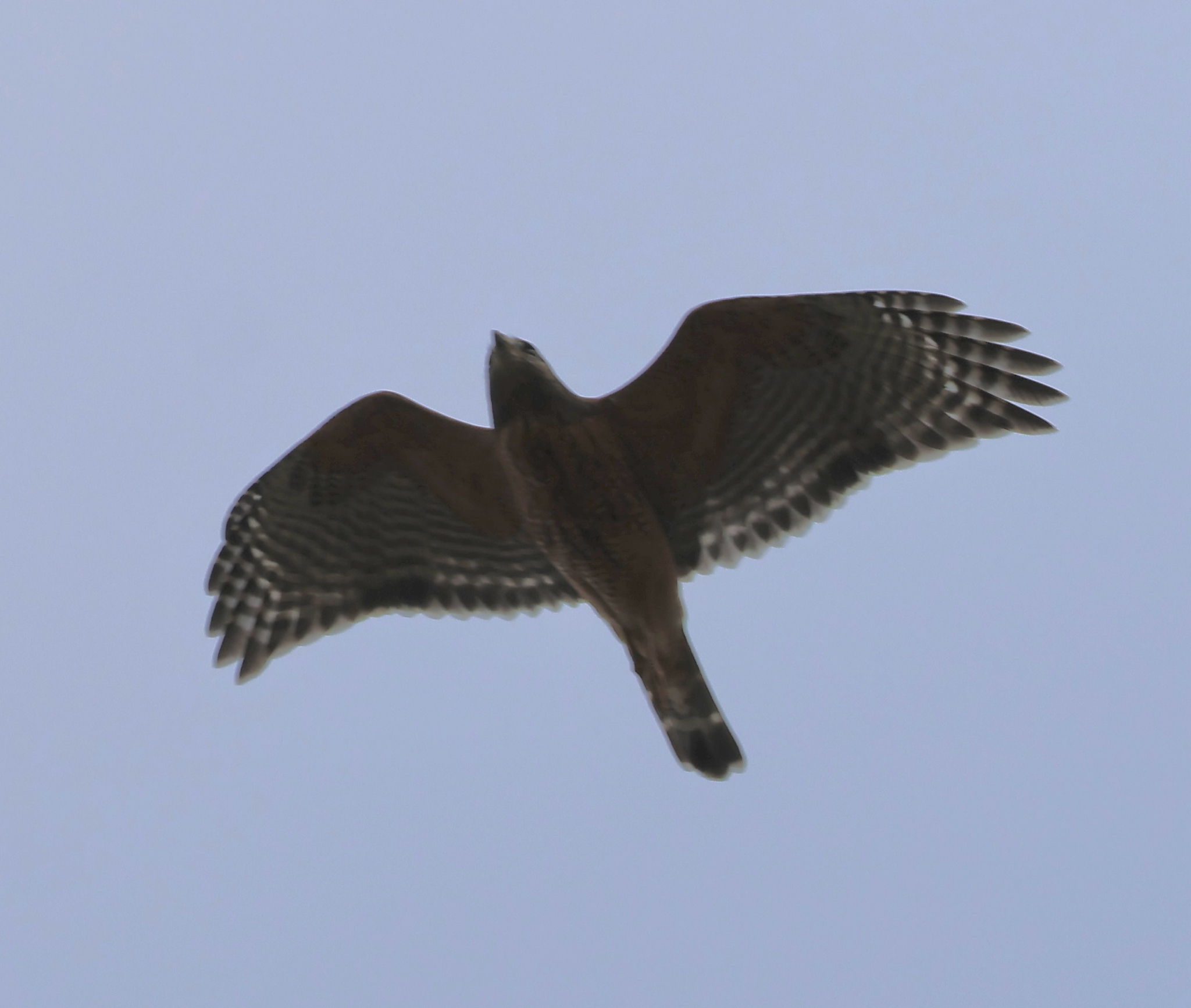 Buteo lineatus (Gmelin, 1788)