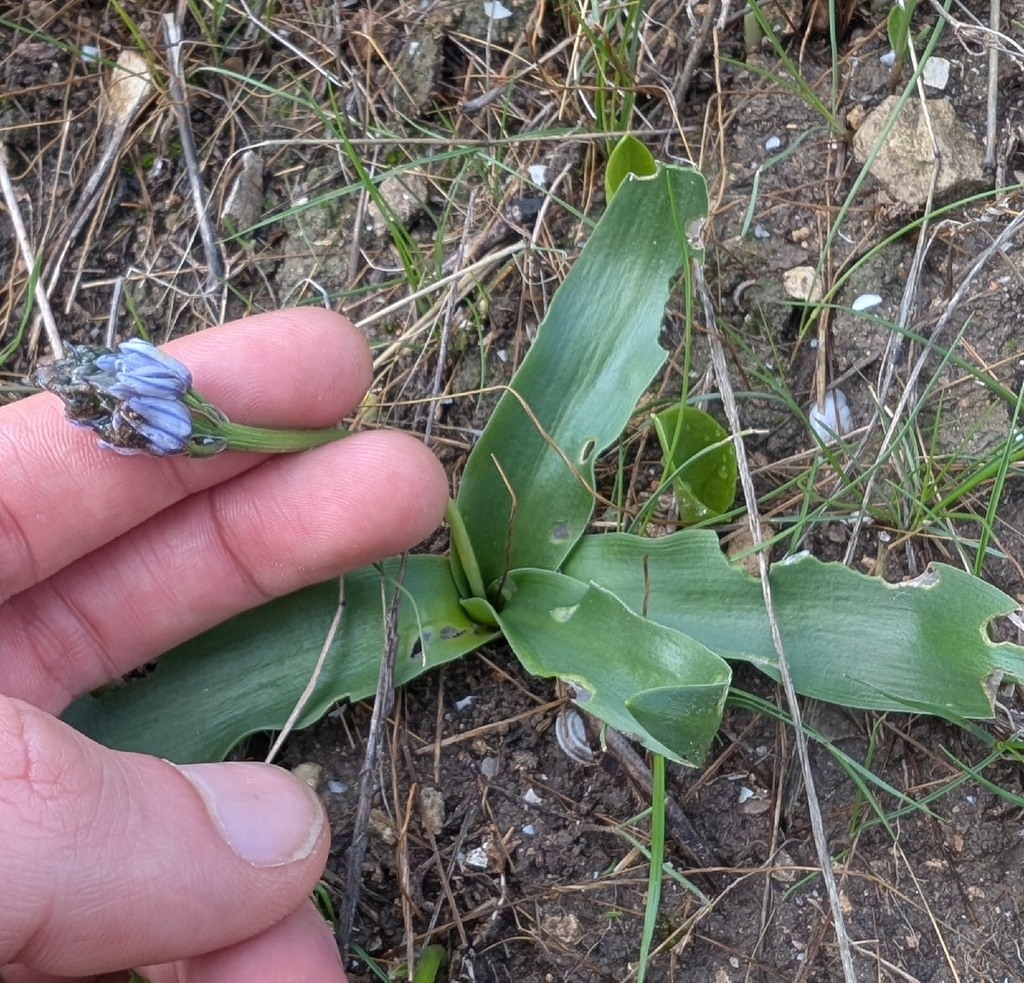 Hyacinthoides lingulata; photograph author not stated, no rights reserved