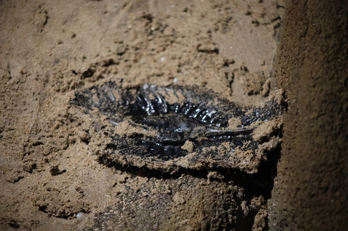 Elephant fish (Callorhinchus milii) — Callorhinchidae