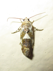 Acontia transfigurata