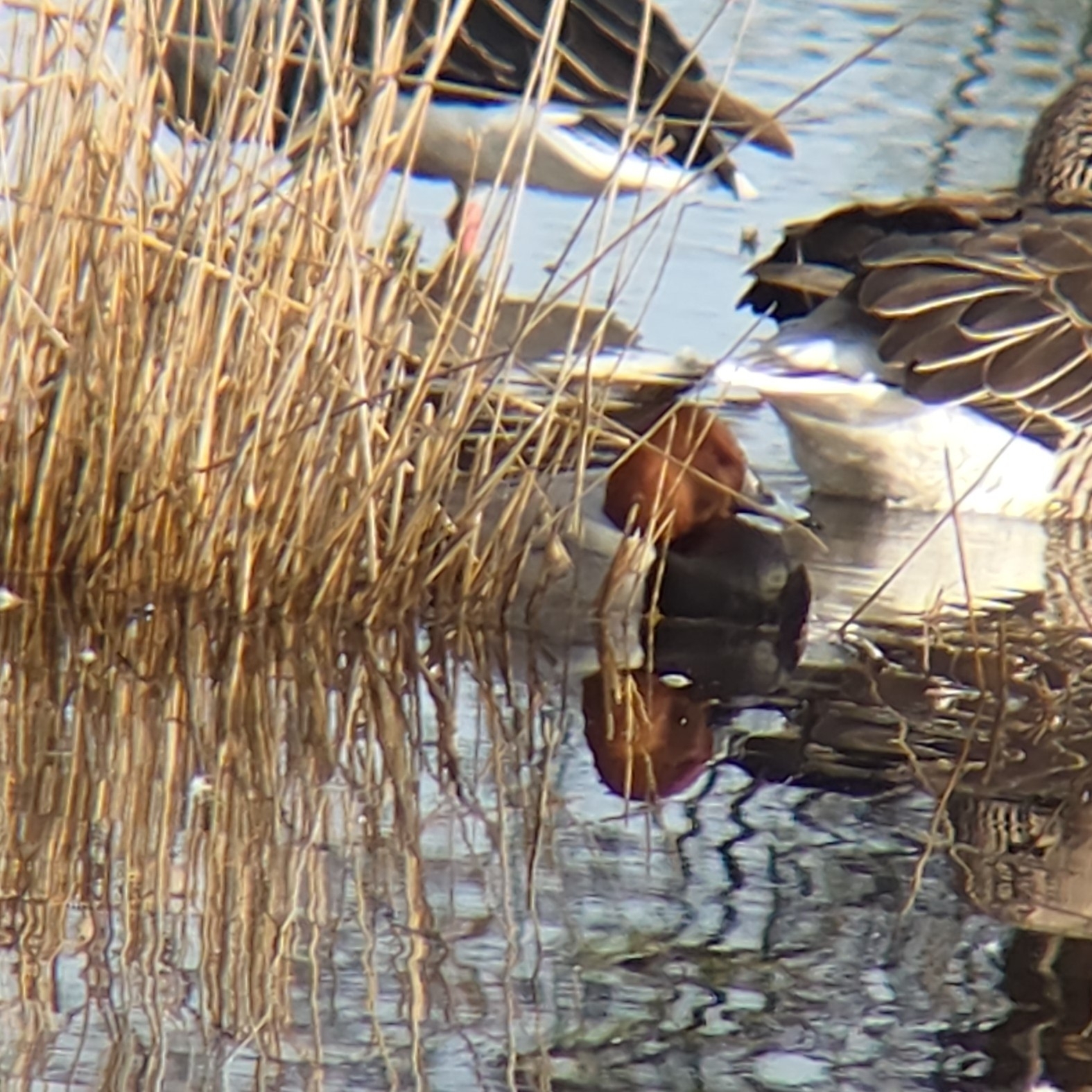 Common Pochard (Aythya ferina), photo 8