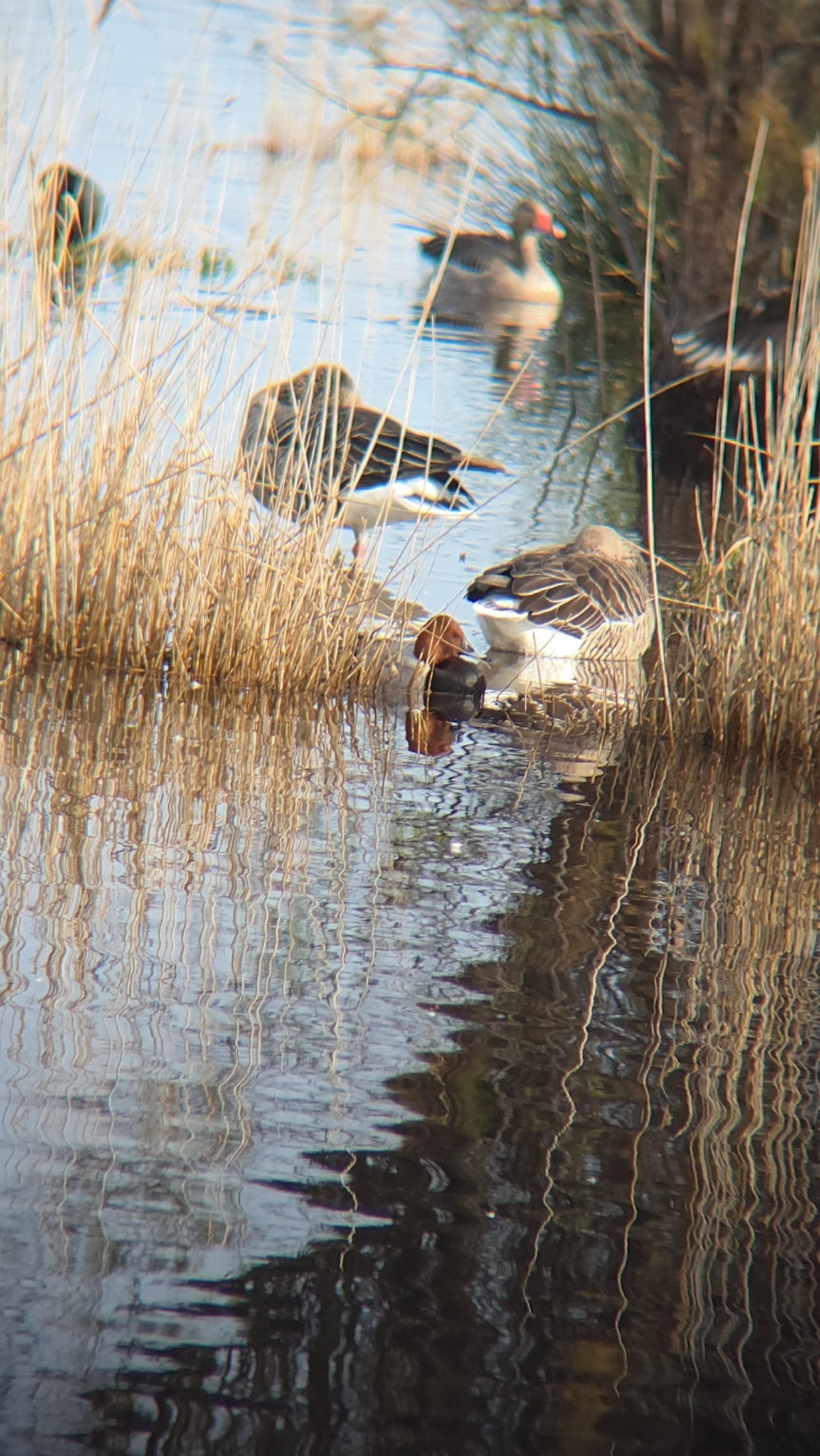 Common Pochard (Aythya ferina), photo 9