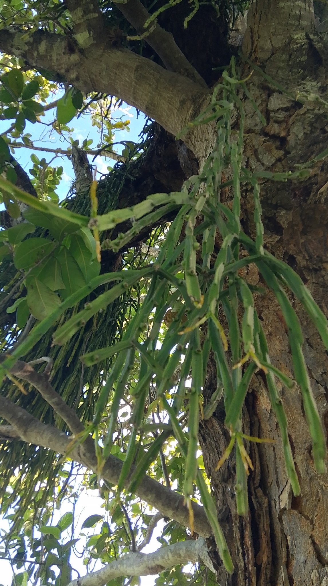 Rhipsalis paradoxa