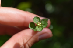 Nertera dichondrifolia