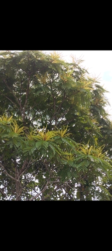 Stryphnodendron pulcherrimum