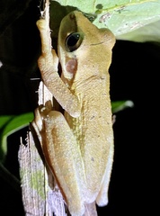 Osteocephalus planiceps