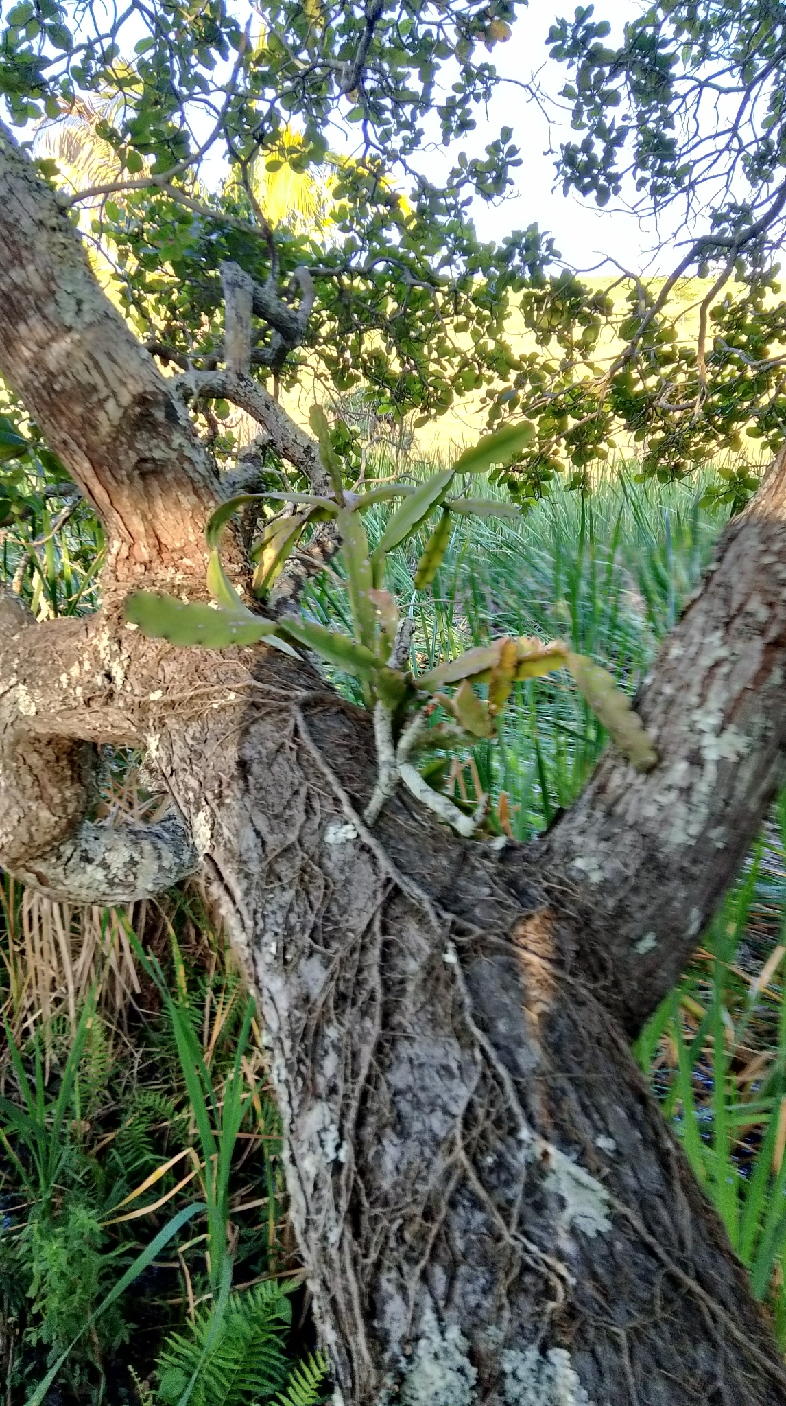 Rhipsalis russellii