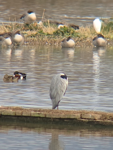 Grey Heron (Ardea cinerea), photo 4